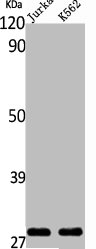 ING4 Antibody