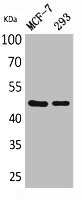 INHBA Antibody