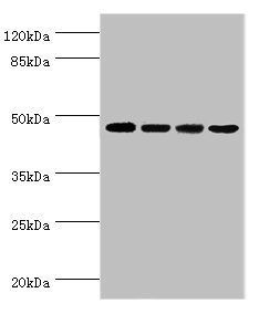INHBA Antibody