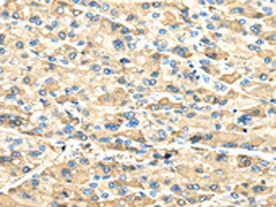 INHBB Antibody