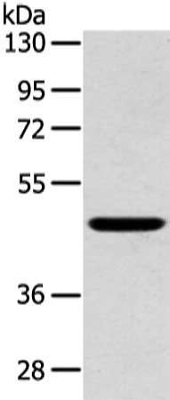 INHBB Antibody