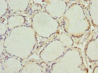 INHBC Antibody
