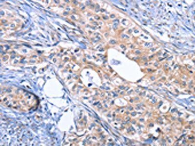 INHBC Antibody