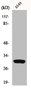 INHBC Antibody