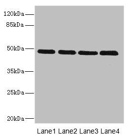 INHBB Antibody