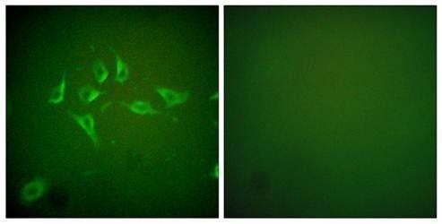 iNOS Antibody