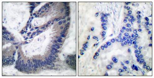iNOS Antibody