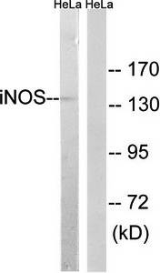 iNOS Antibody