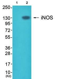 iNOS Antibody