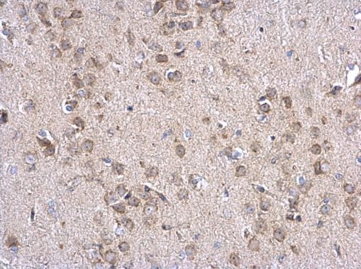 INPP5F Rabbit Polyclonal Antibody
