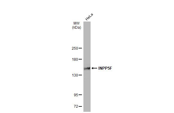 INPP5F Rabbit Polyclonal Antibody