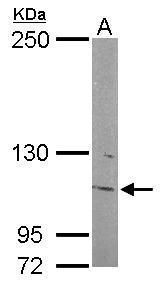 INPP5F Rabbit Polyclonal Antibody