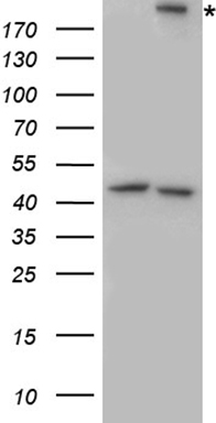 Integrin beta 4 Antibody