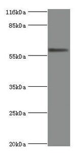 ALPI Antibody