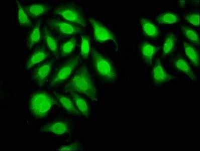 INTS6 Antibody