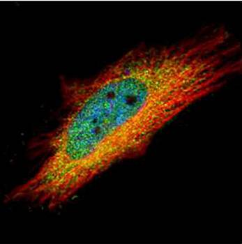 IP6K1 antibody