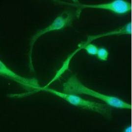 F4/80 Antibody