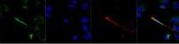 F4/80 Antibody (FITC)