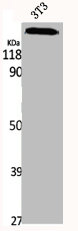 IQGAP1 Antibody