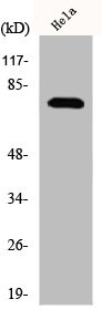 IRAK1 Antibody