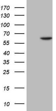 IRAK2 Antibody