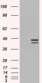 IRF2 Antibody