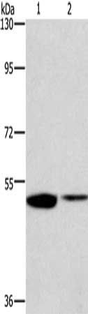 IRF6 Antibody