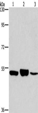 IRF6 Antibody