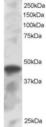 ICSBP1/IRF8 Antibody