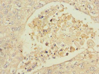 ISCU Antibody