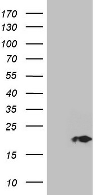 Isocitrate dehydrogenase Antibody
