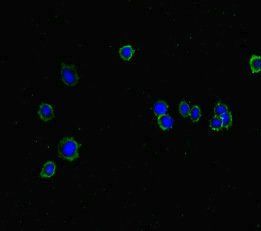 ISPD Antibody