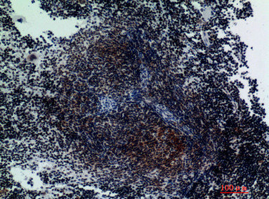 ITGA3 Antibody