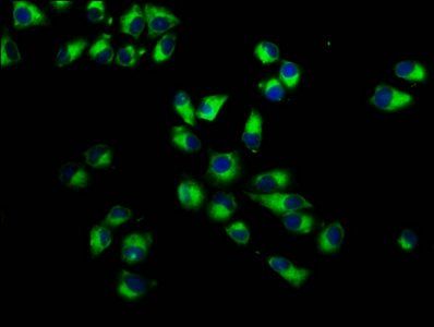 ITGA7 Antibody