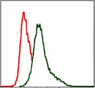 ITGB1 Antibody