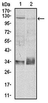 ITGB1 Antibody