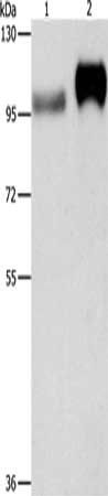 ITGB3 Antibody