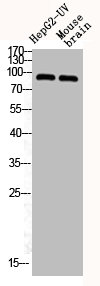 ITGB3 Antibody