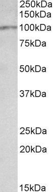 Itih4 (mouse) Antibody