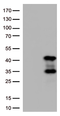 ITM2A Antibody