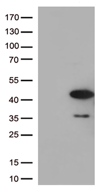 ITM2A Antibody
