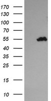 COPS5 Antibody