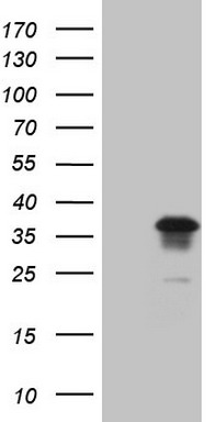 JAG1 Antibody
