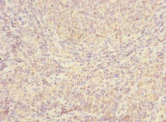 JCHAIN Antibody