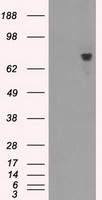 JNK1 Antibody