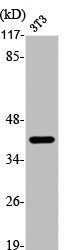 JUN/JUND Antibody