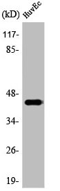 JUN/JUND Antibody