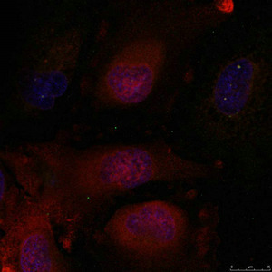 JUND Antibody