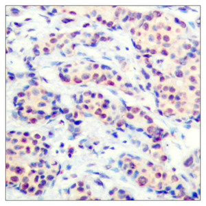 JUND Antibody