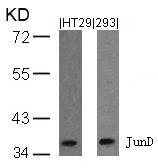 JUND Antibody